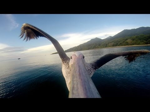 Video thumbnail for youtube video Learn To Fly With A Pelican