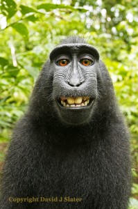 Sulawesi or Crested Black Macaque (Macaca Nigra). Credit: David J Slater