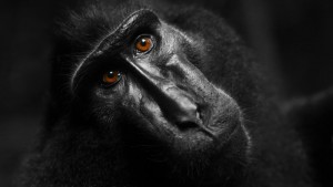 Celebes crested macaque (Macaca nigra) looking to a camera. (Stock Photo)