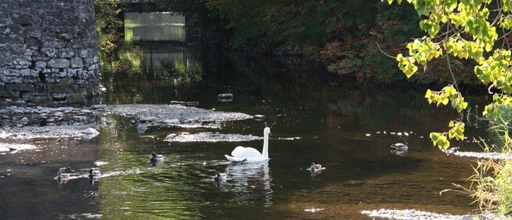 Swams and Ducks swimming through Cong