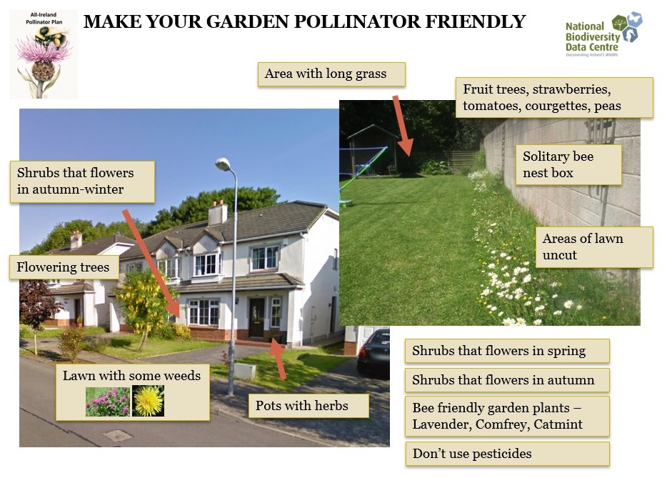 Actions-to-make-your-garden-or-school-pollinator-friendly