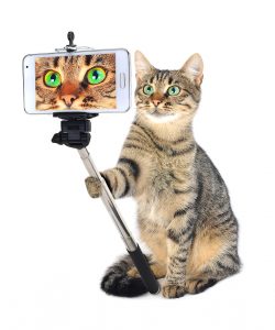 grey cat taking a selfie together with smartphone camera on a white background