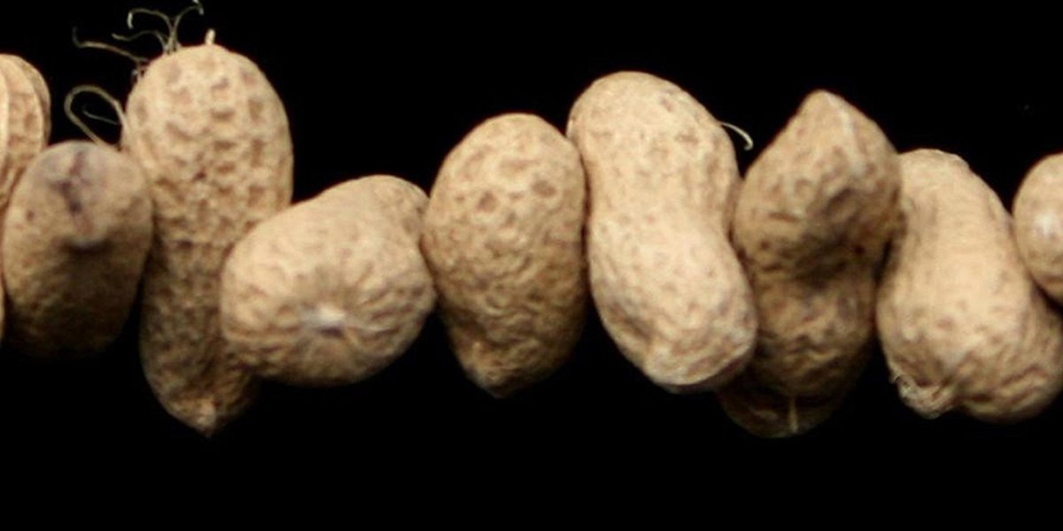 Embargoed to 0001 Monday February 22 Undated generic photo of some peanuts. Children are to be given a little of what does them harm in the biggest trial of immunotherapy for peanut allergy conducted.