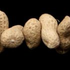 Embargoed to 0001 Monday February 22 Undated generic photo of some peanuts. Children are to be given a little of what does them harm in the biggest trial of immunotherapy for peanut allergy conducted.