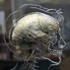A real human brain suspended in liquid with a to-scale skeleton, central nervous system and human silhouette carved into acrylic, inside the @Bristol science attraction as part new exhibition called 'All About Us' which will open to the public on Friday 11th March.