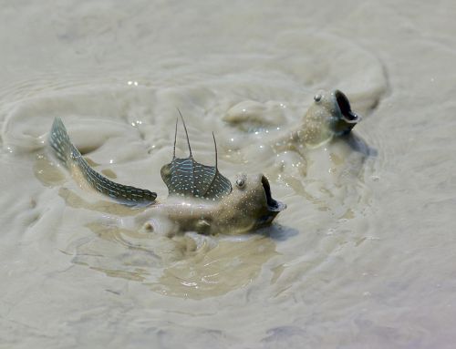 Blinking fish provides insights into how life first evolved on land