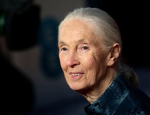 Jane Goodall ‘hopeful’ human intelligence will overcome climate crisis